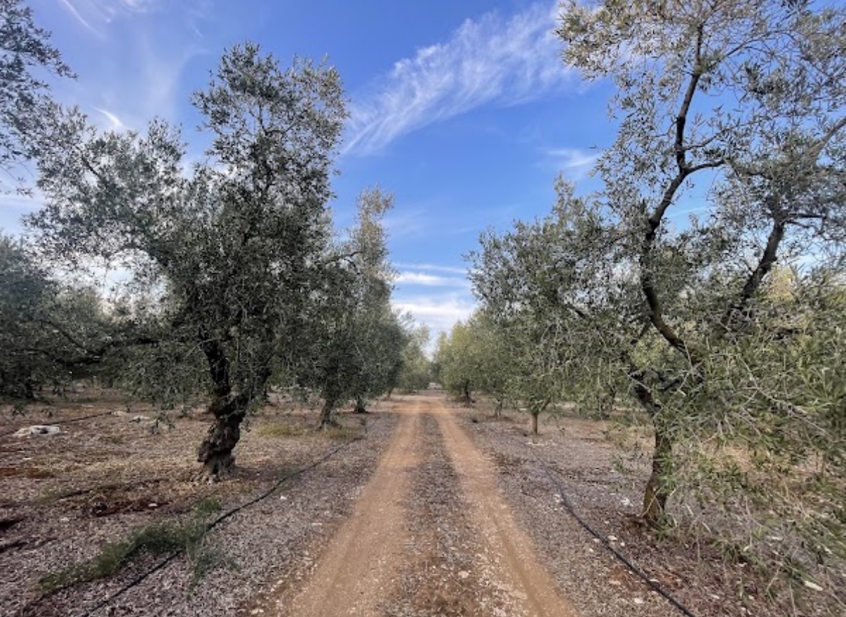 Running among the olive trees