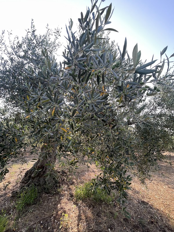 Olives on branches in our grove