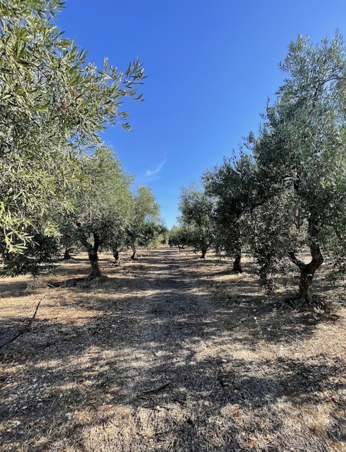 Rows of trees in our olive grove